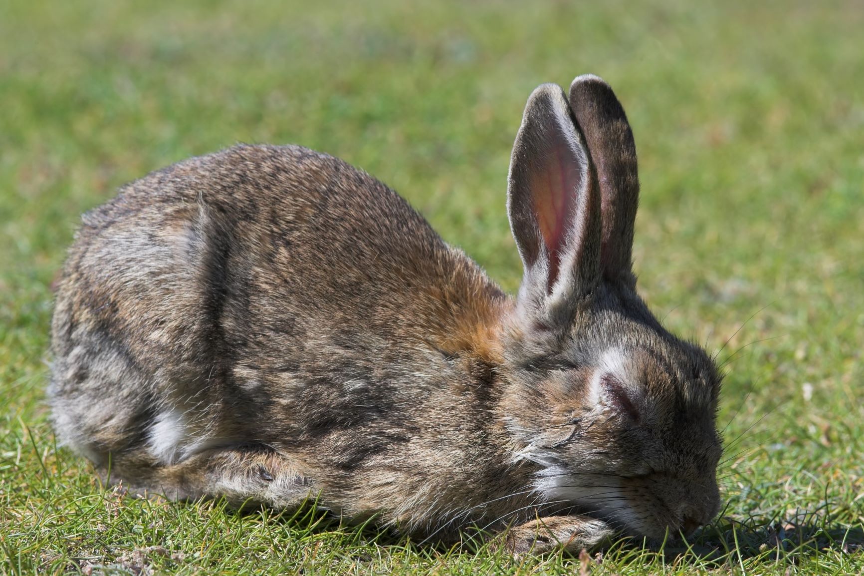 Das Alter von Kaninchen bestimmen: So geht&amp;#39;s | zooplus