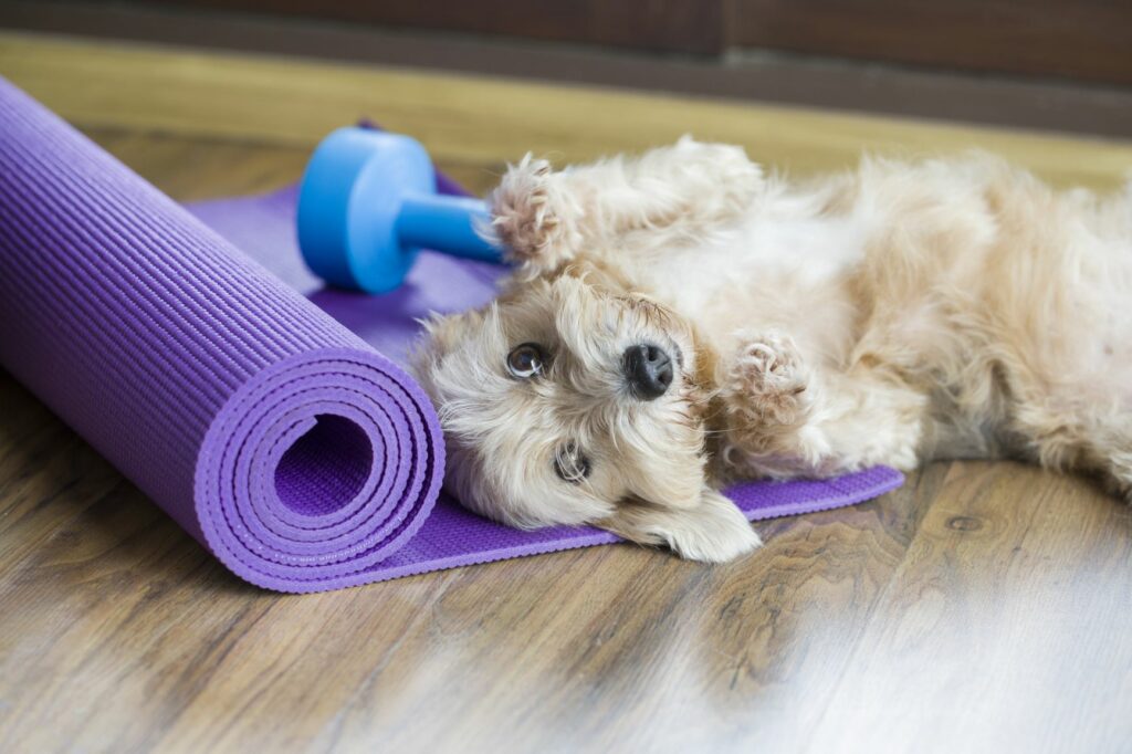 Ein Hund liegt auf einer Fitnessmatte. Hund mit Fitnessgeräten