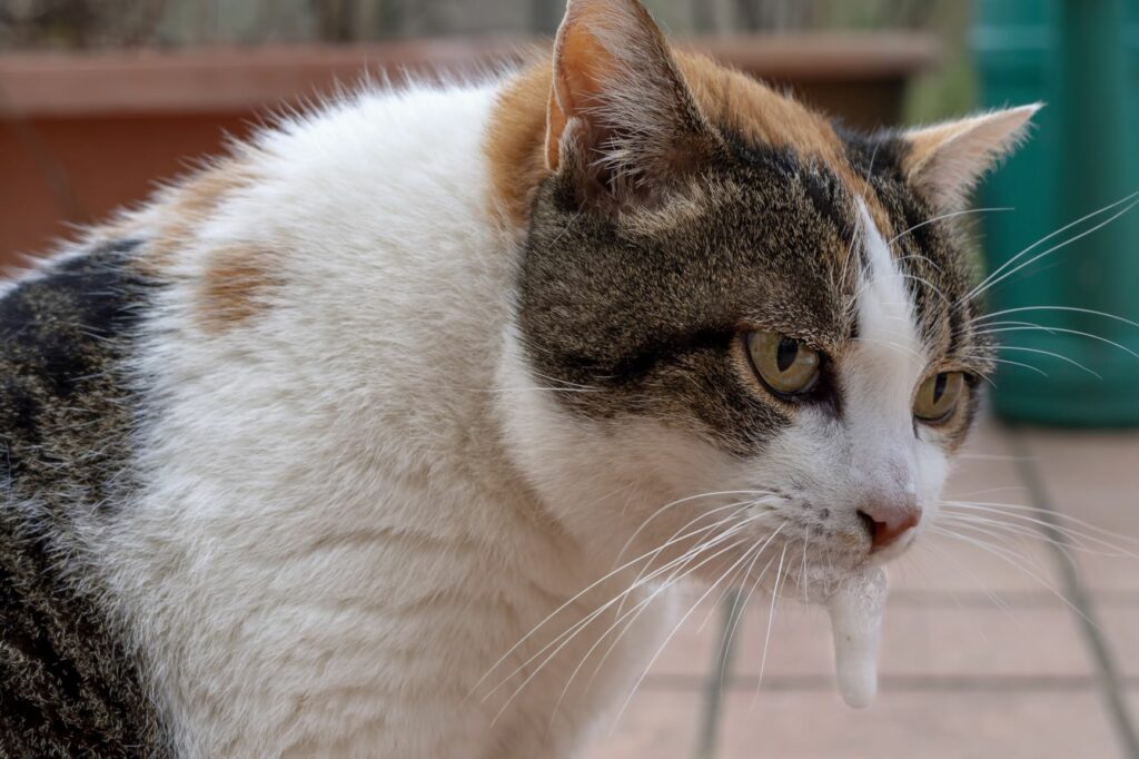 Katze mit Schaum vor Schnauze