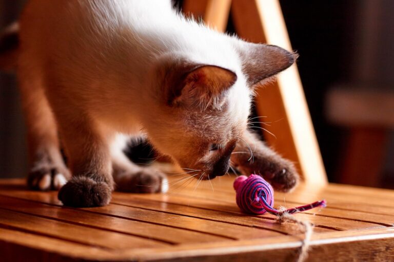 Katze mit Spielzeug