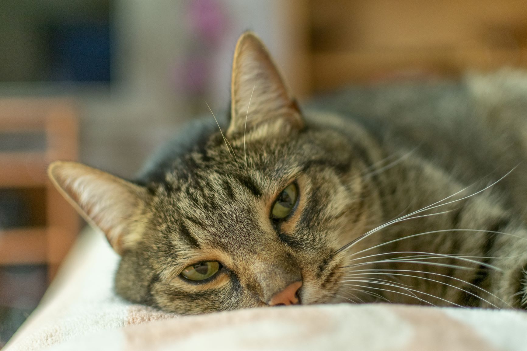 Magenschleimhautentzündung bei Katzen (Gastritis) zooplus Magenschleimhautentzündung bei Katzen (Gastritis) zooplus