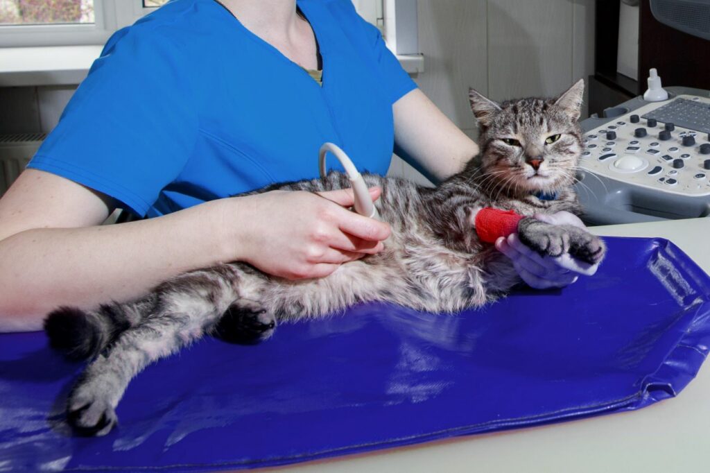 Untersuchung mit Ultraschall bei Katze