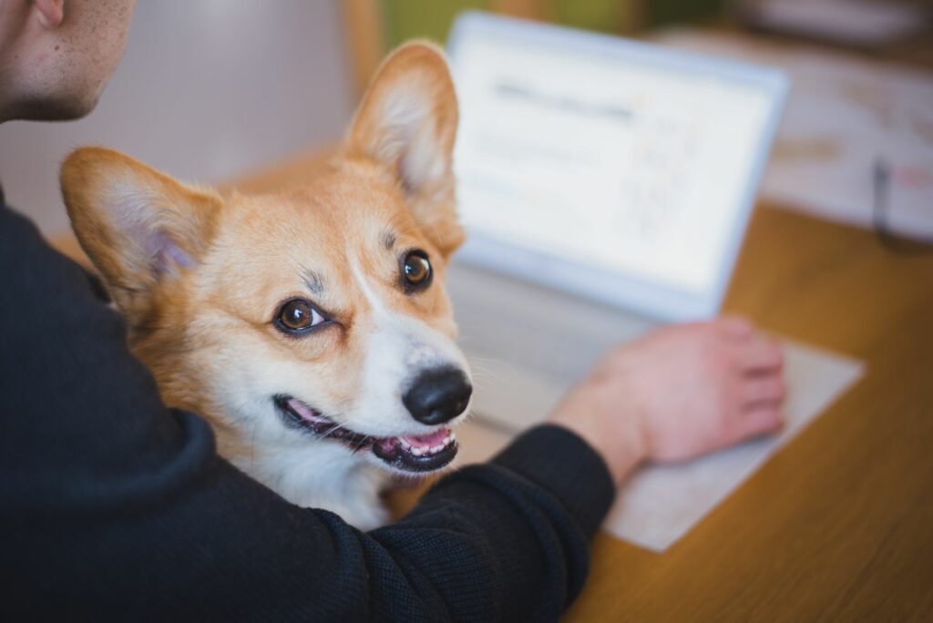 Welsh Corgi mit Besitzer vor Laptop