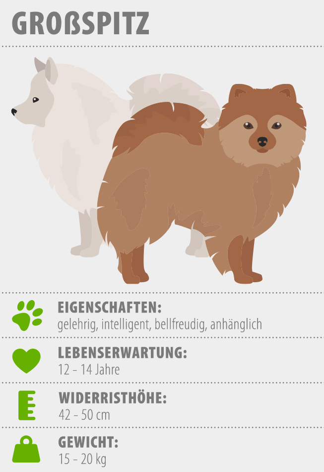 Merkmale Grossspitz Hund