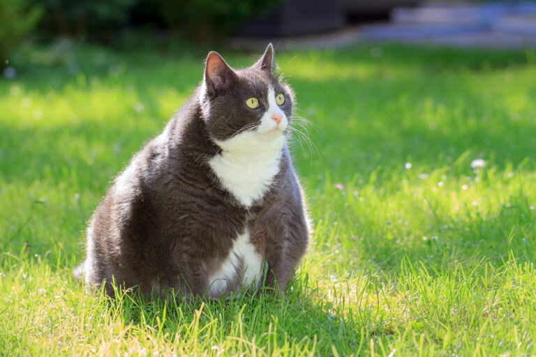 übergewichtige Katze im Gras