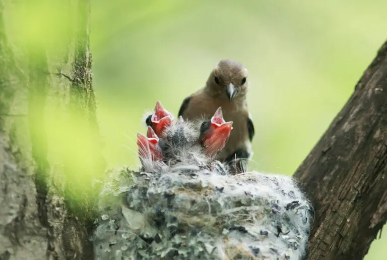 vogel und küken zur Brutzeit bei Vögeln