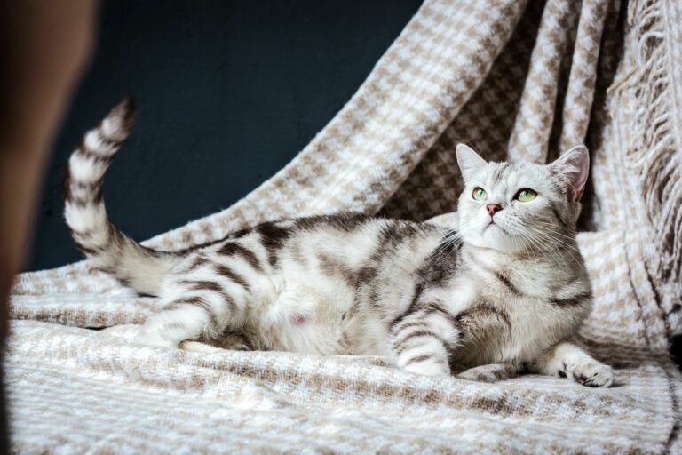 Trächtige Katze auf Decke