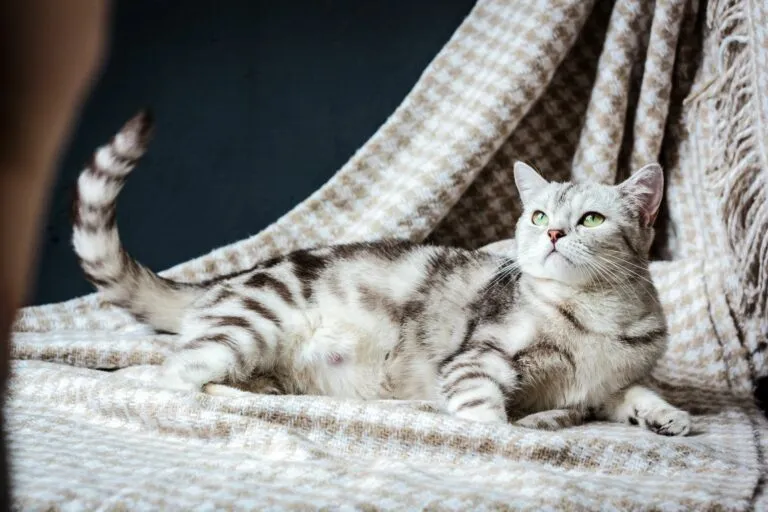 Trächtige Katze auf Decke