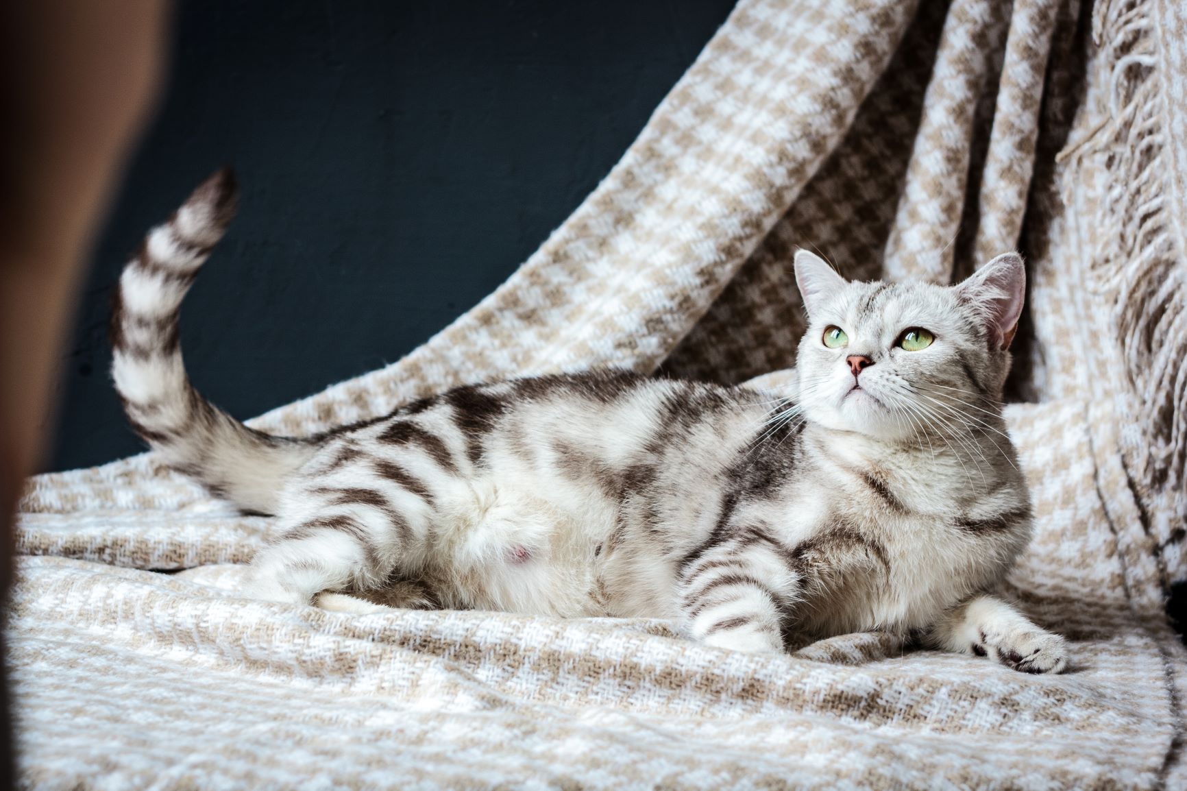 Katze Aufgeblähter Harter Bauch