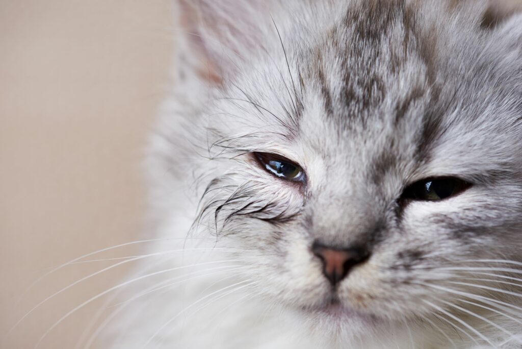 Katze Blind Durch Niereninsuffizienz