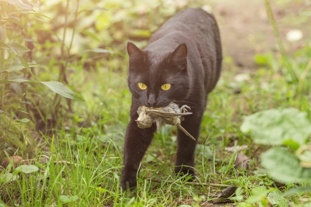 Eine schwarze Katze hat einen Vogel erbeutet und hält ihn im Maul katze hat toten vogel im maul