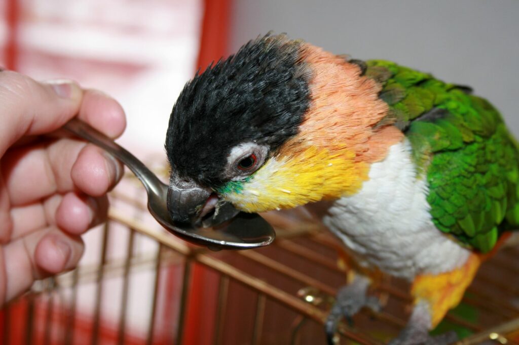 Papagei trinkt Medikament von Löffel