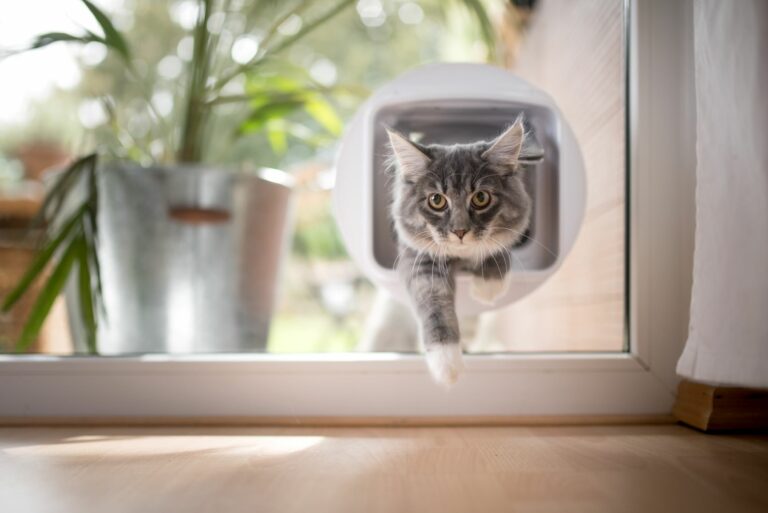 Katzenklappe einbauen Glastür