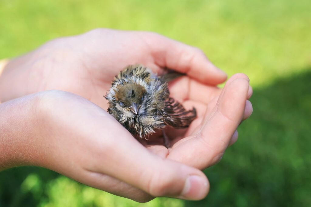 Ein Mensch hält ein Vogelküken in seiner Hund mensch hält küken in hand