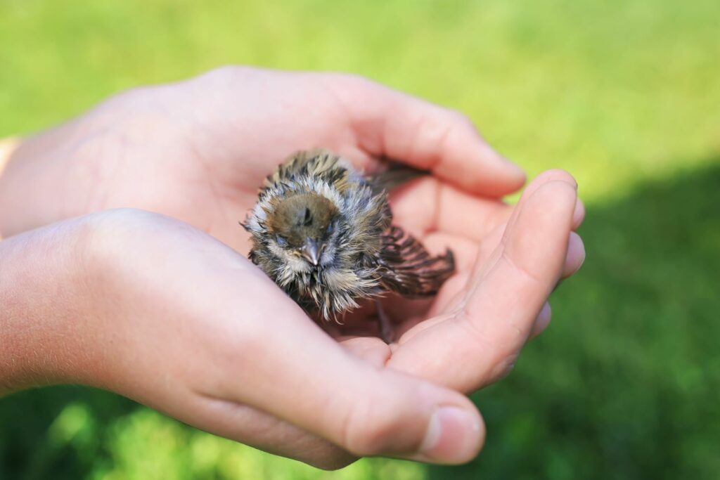 mensch hält küken in hand