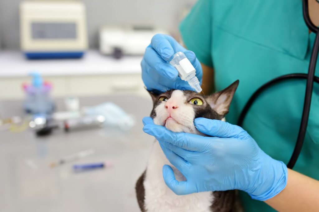 Arzt gibt Katze Augentropfen