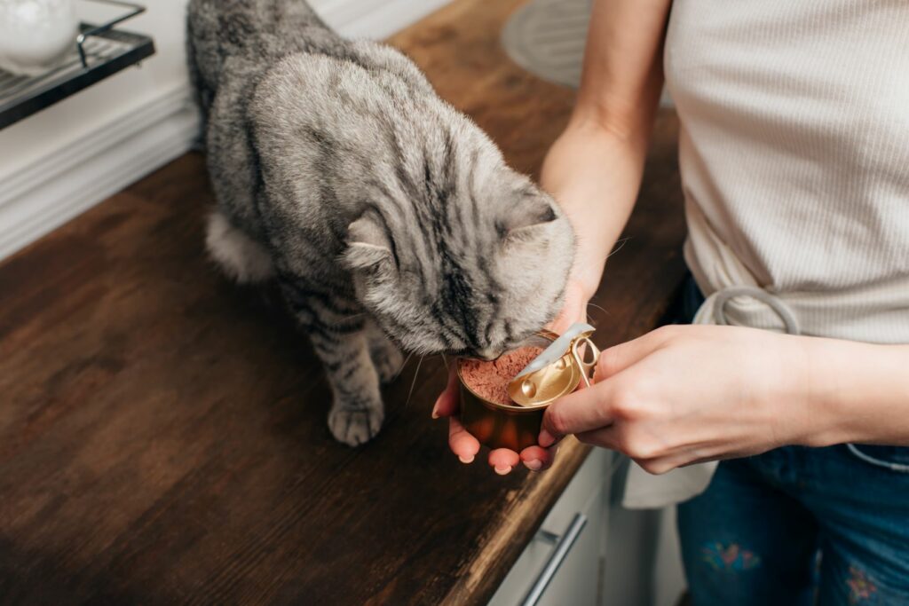 Katze Trächtigkeit frisst