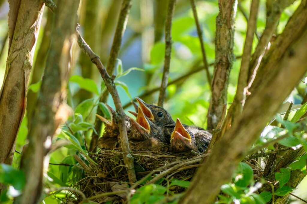 Vogelnest in einem Gebüsch mit Küken küken im vogelnest in gebüsch