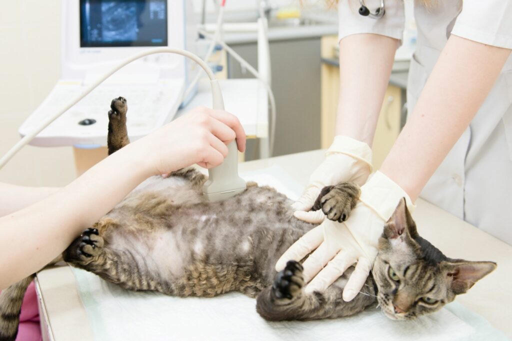 Untersuchung Trächtigkeit bei der Katze mit Ultraschall