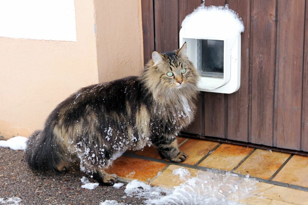 Katze im Winter vor der Katzenklappe