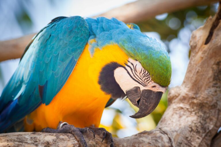 Ara-Papagei mit Pacheco-Krankheit