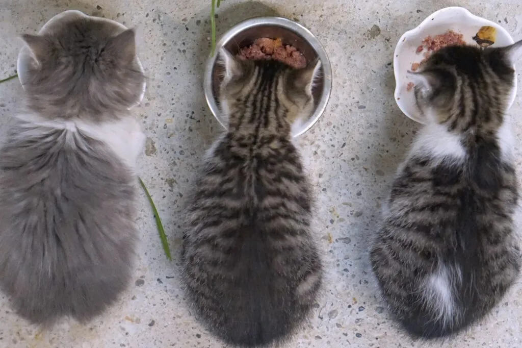 Drei Kitten fressen Futter aus einem Napf