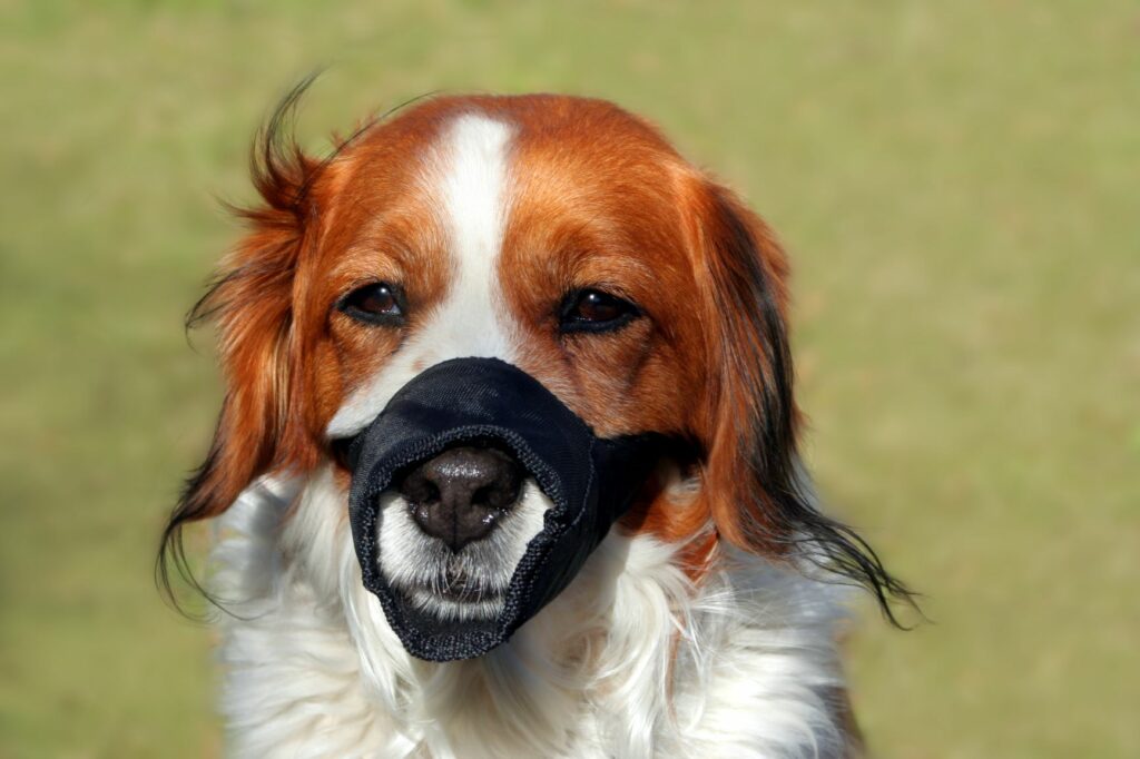 Ein Hund trägt eine schwarze Maulschlaufe Hund mit Maulschlaufe