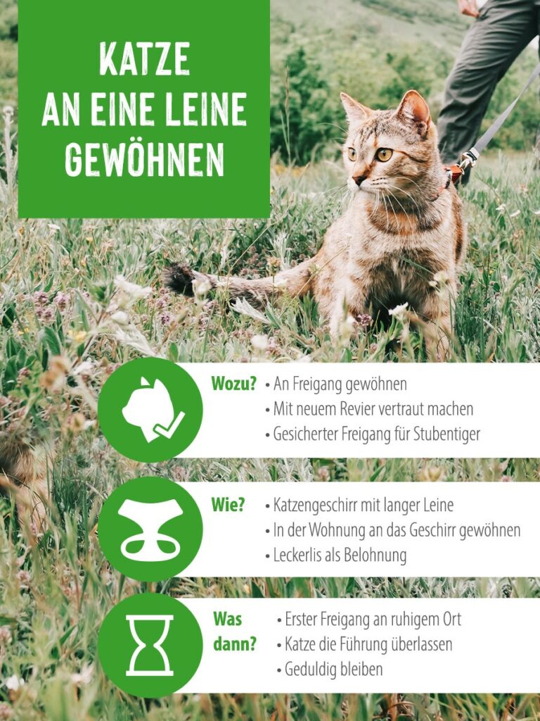 Katze an Katzenleine im Gras