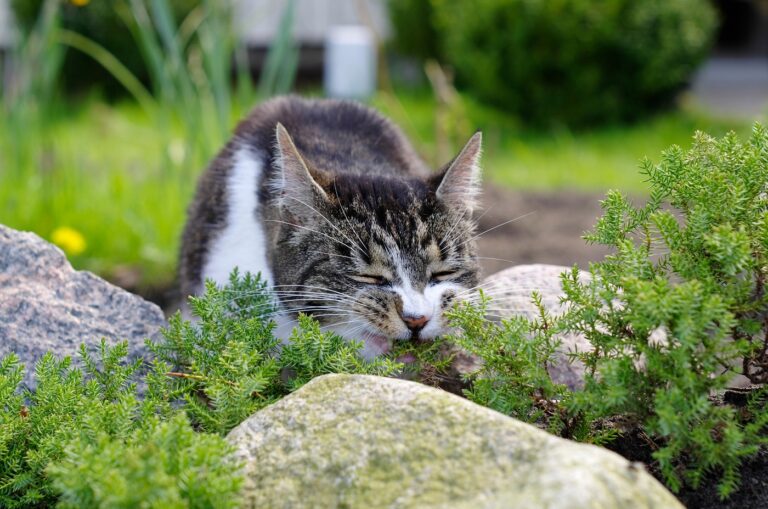 giftige Pflanzen für Katzen