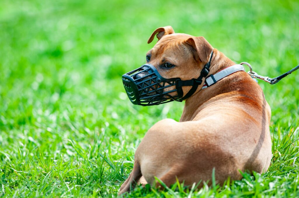 Hund mit Maulkorb liegt im Gras Maulkorbpflicht beim Hund
