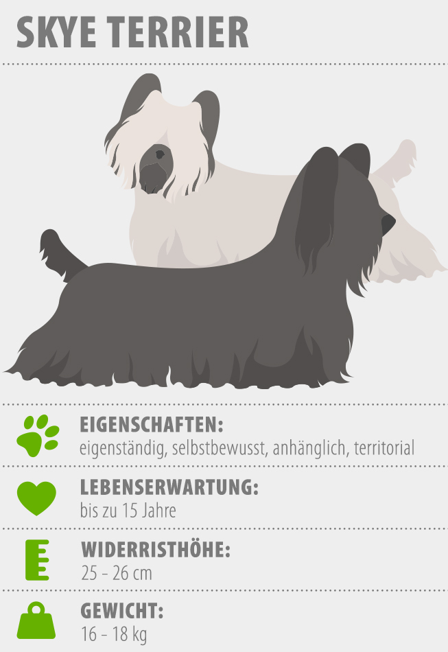 Merkmale Skye Terrier Hunderasse