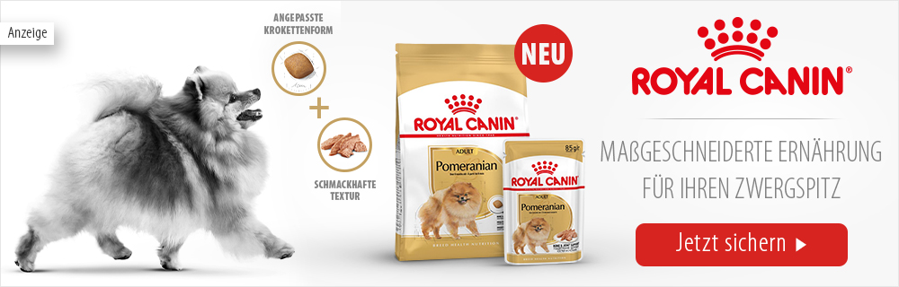 zwergspitz charakter haltung adoption pflege zooplus