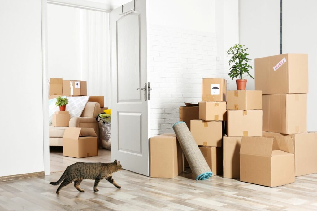 Katze beim Umzug zwischen Kisten Katze zwischen Kisten