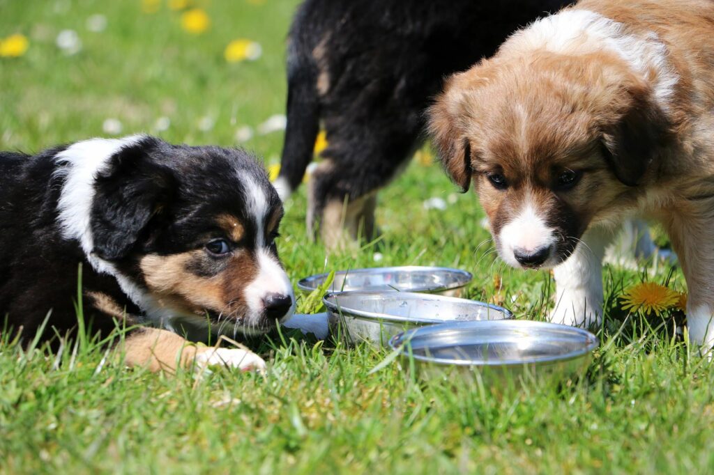 Welpen trinken nicht aus Napf Welpen vor Wassernapf