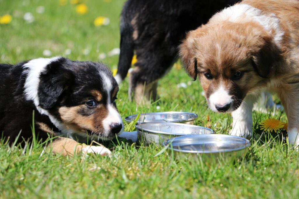 Welpen vor Wassernapf