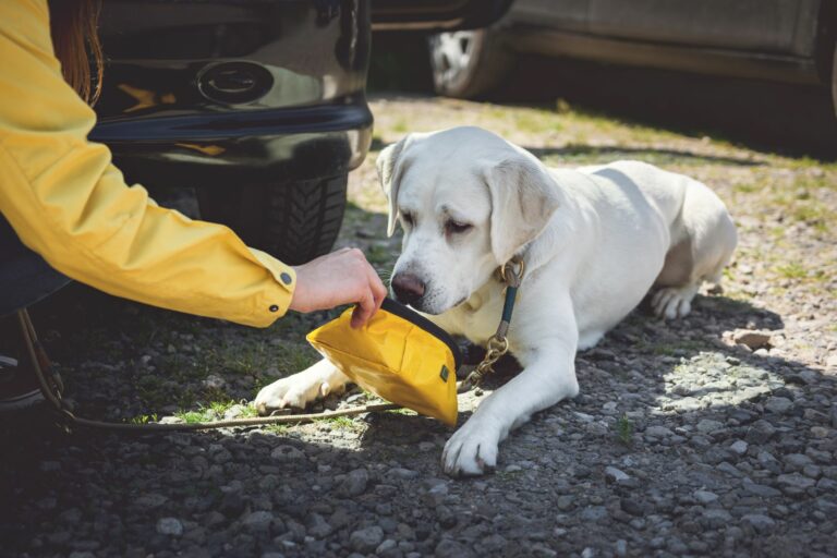 Labrador mit Reisenapf