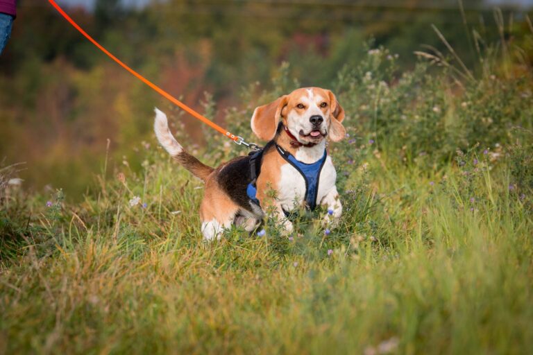 Hund Beagle beim Mantrailing