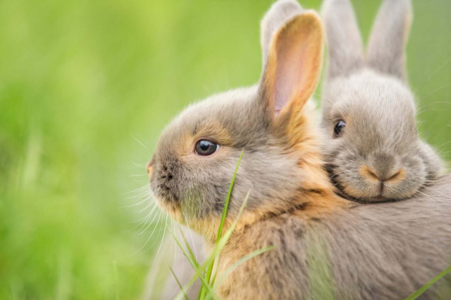 Unterschiede zwischen Hasen und Kaninchen | zooplus