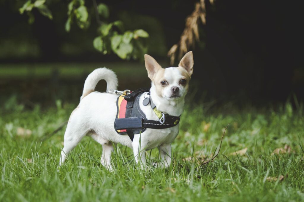 Chihuahua mit Hundegeschirr beim Mantrailing Hund Chihuahua Hundgeschirr