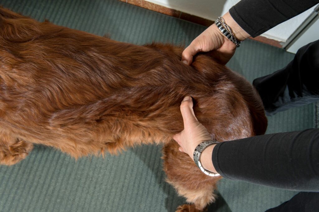 Abtasten Hund Abtasten Hund