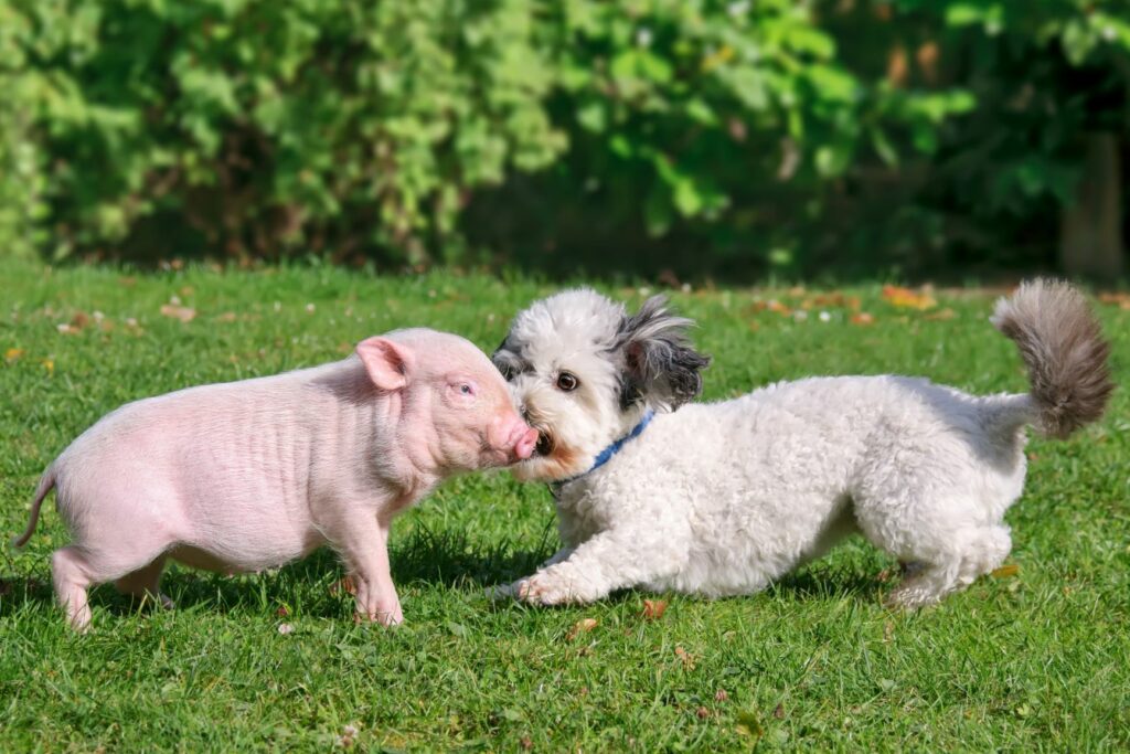 Ein Minischwein spielt mit einem Hund Teacup Schwein spielt mit Hund