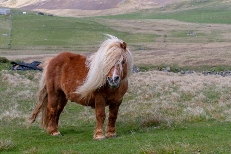 Shetland-Pony