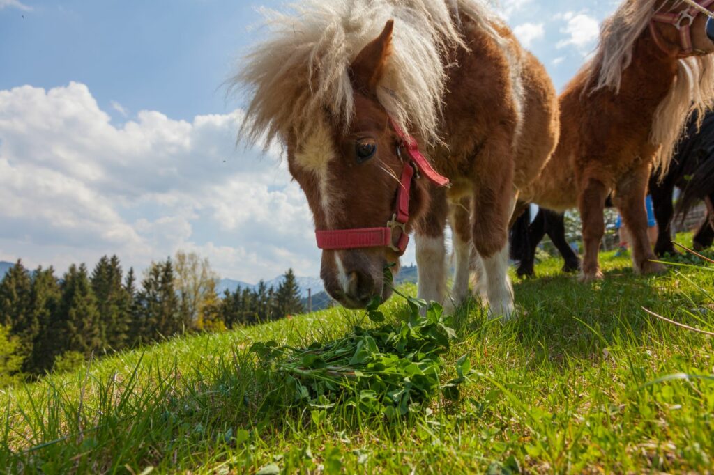 Shetland-Pony frisst Gras auf einer Wiese Shetland-Pony frisst