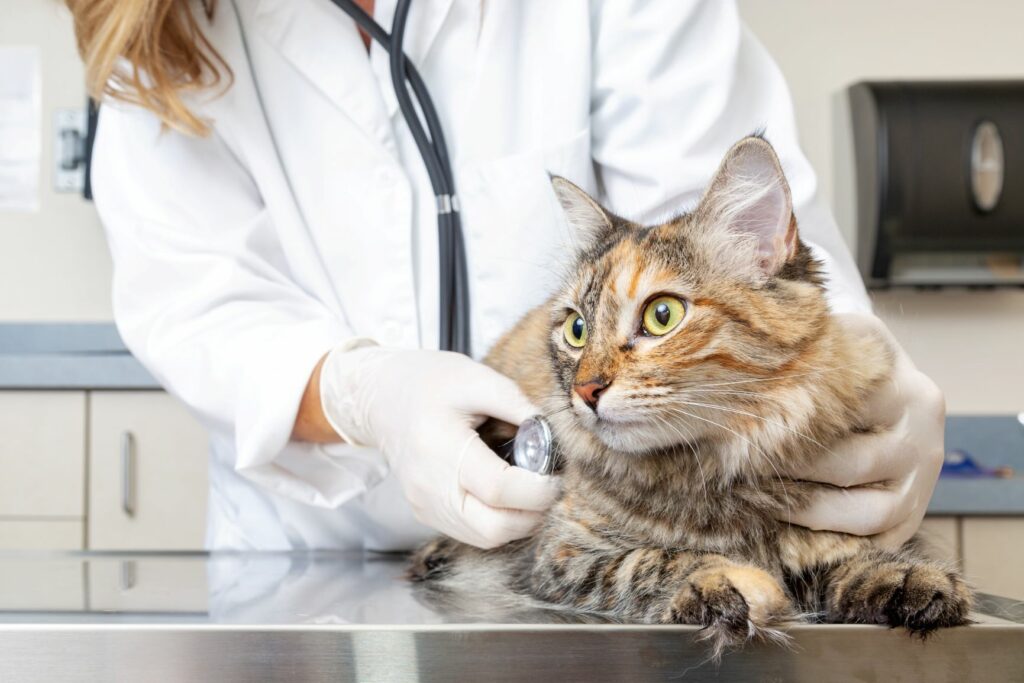 Tierarzt untersucht Katze mit Stethoskop