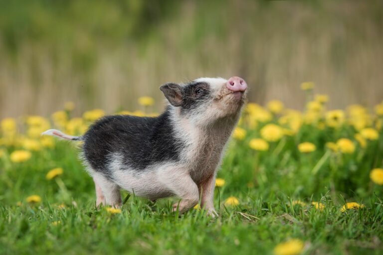 Minischwein auf einer Wiese