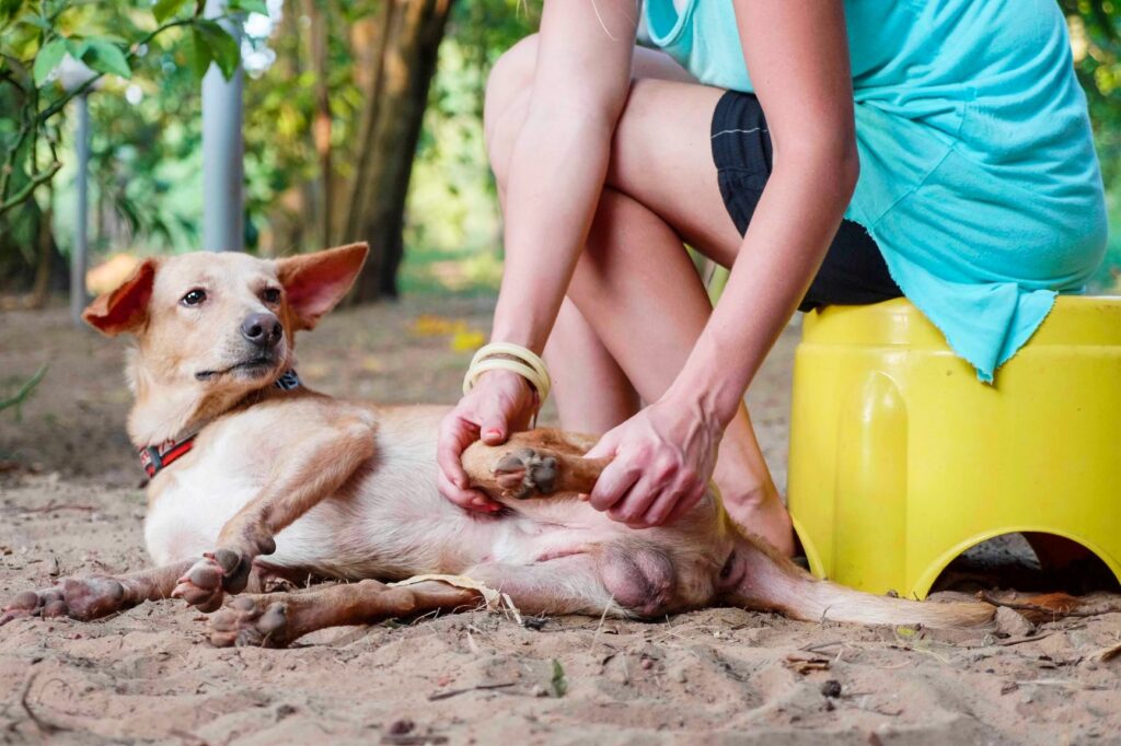 abtasten des lahmenden Hundes