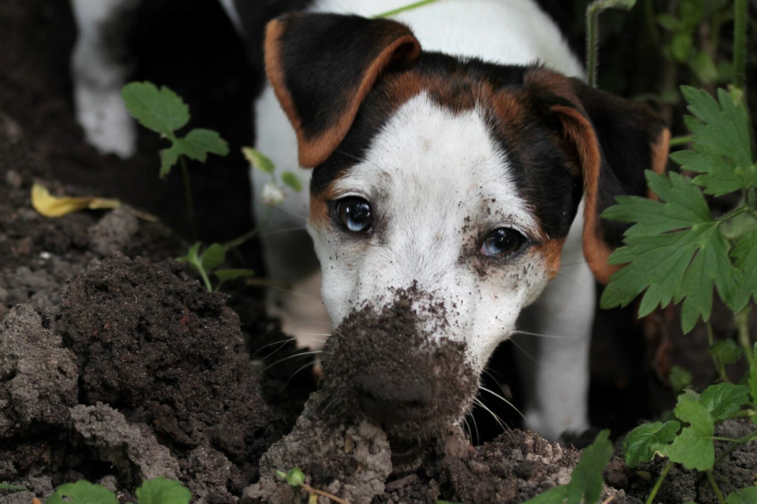 Warum buddelt mein Hund im Garten? zooplus Hundemagazin
