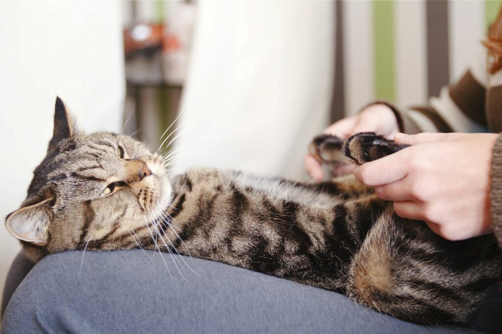 Pfoten-Massage für die Katze