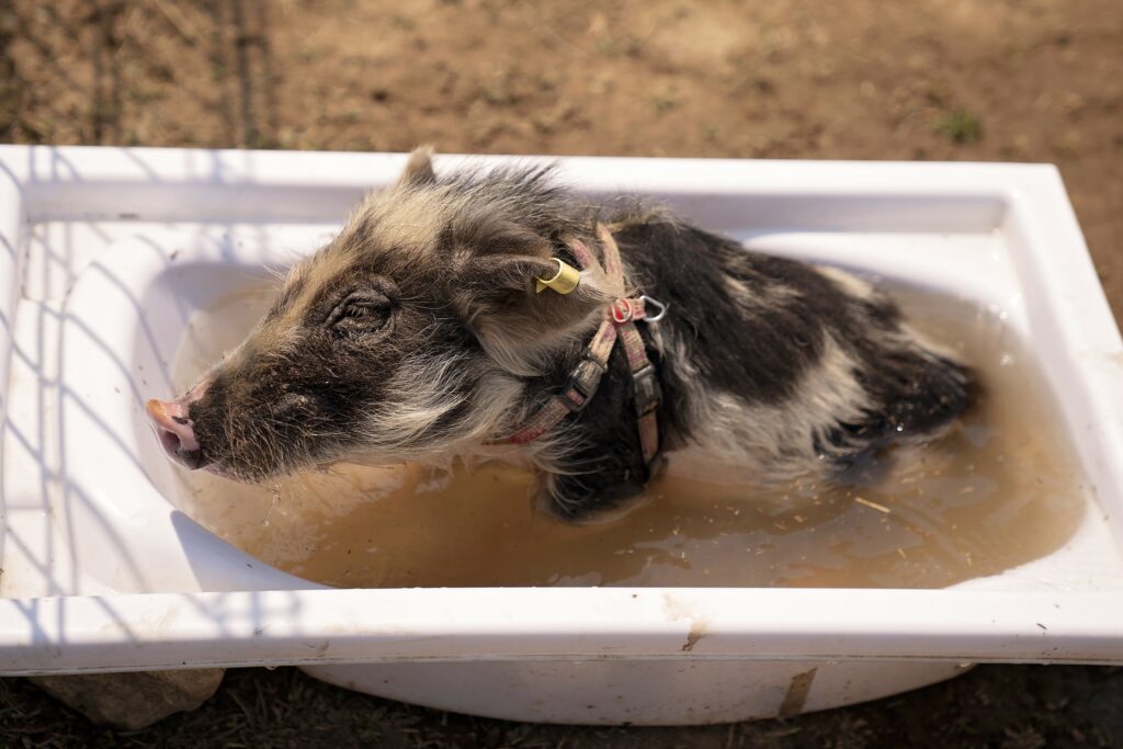 Ein Minischwein suhlt sich in einer Wann Minischwein badet in Wanne