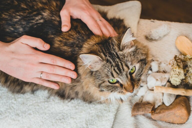 Katze Massage am Rücken